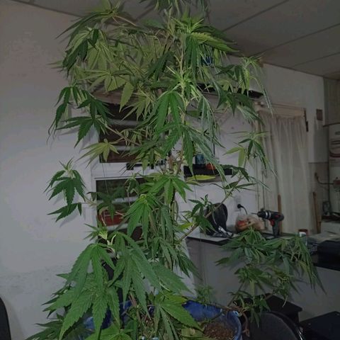 Juanxiz growlog timeline photo