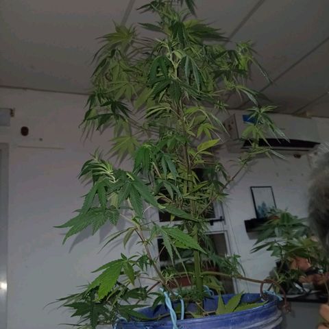 Juanxiz growlog timeline photo