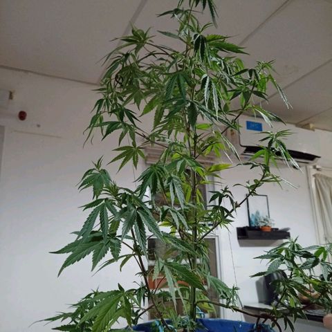Juanxiz growlog timeline photo
