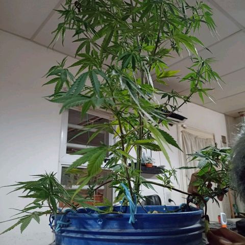 Juanxiz growlog timeline photo