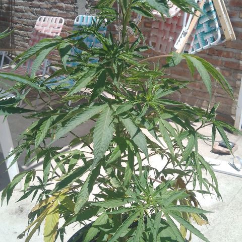 Luna growlog timeline photo