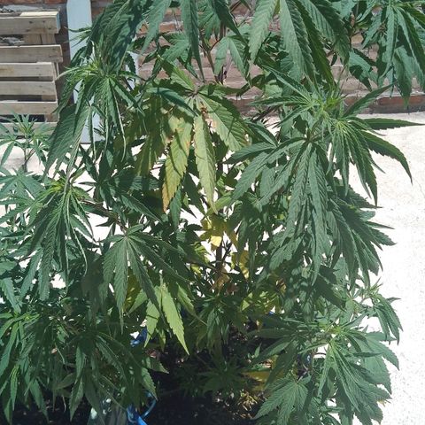 Juanxiz growlog timeline photo