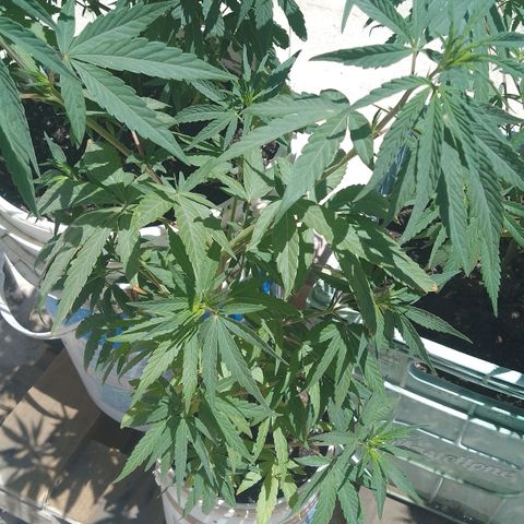 Luca growlog timeline photo