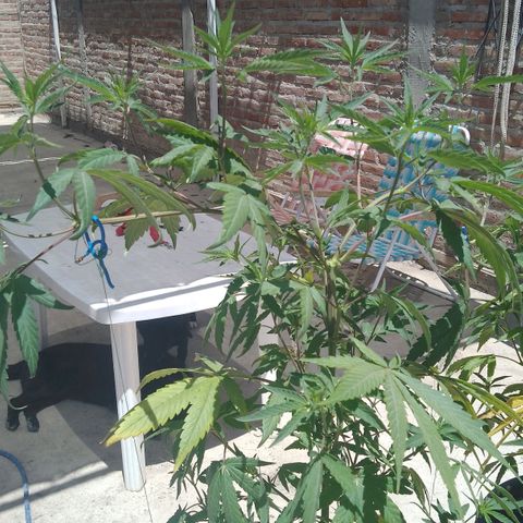 Jair17 growlog timeline photo