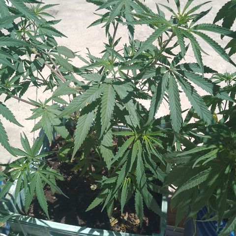 Pucho growlog timeline photo