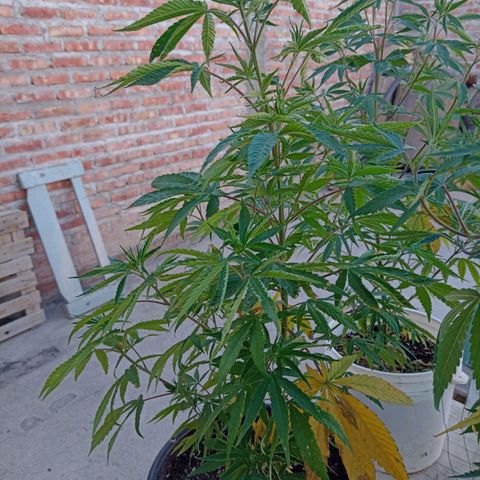 Luna growlog timeline photo