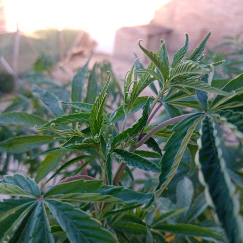 Luna growlog timeline photo