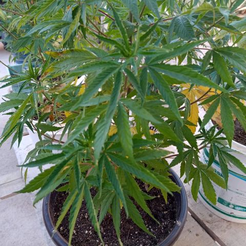Luna growlog timeline photo