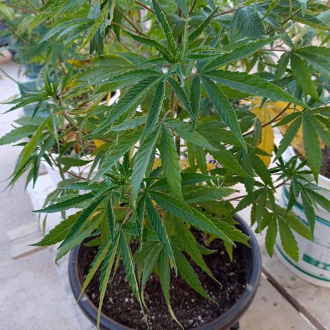 Luna growlog timeline photo