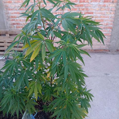 Juanxiz growlog timeline photo