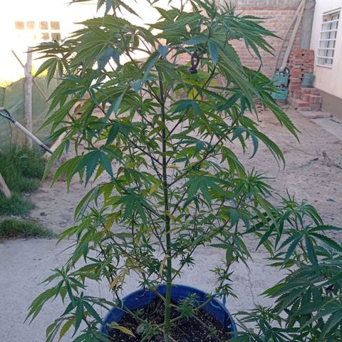 Juanxiz growlog timeline photo