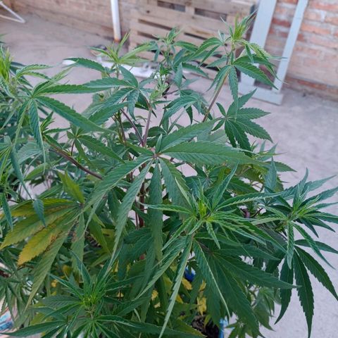 Juanxiz growlog timeline photo