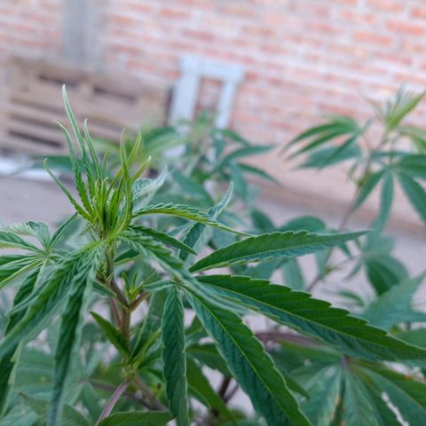 Juanxiz growlog timeline photo