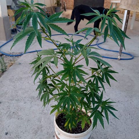 Luca growlog timeline photo