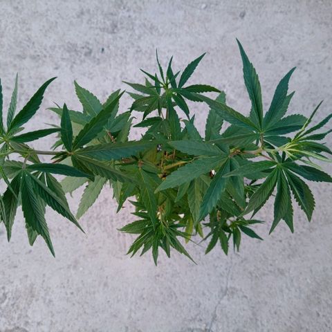 Luca growlog timeline photo