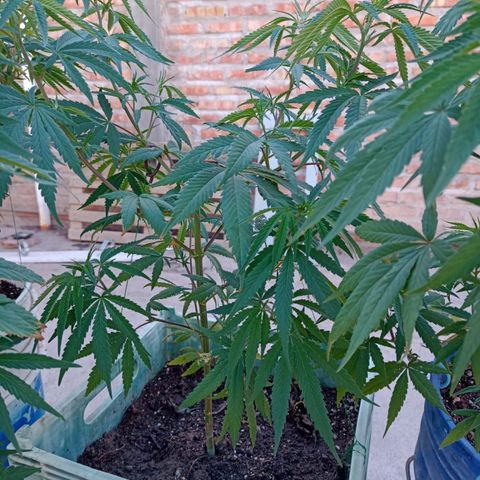 Pucho growlog timeline photo