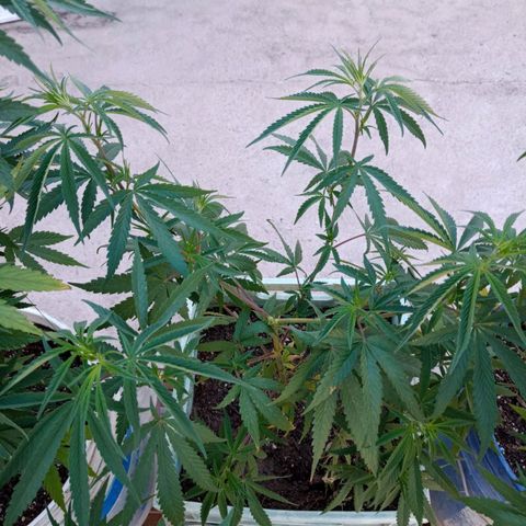 Pucho growlog timeline photo