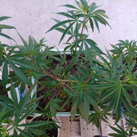 Pucho growlog timeline photo