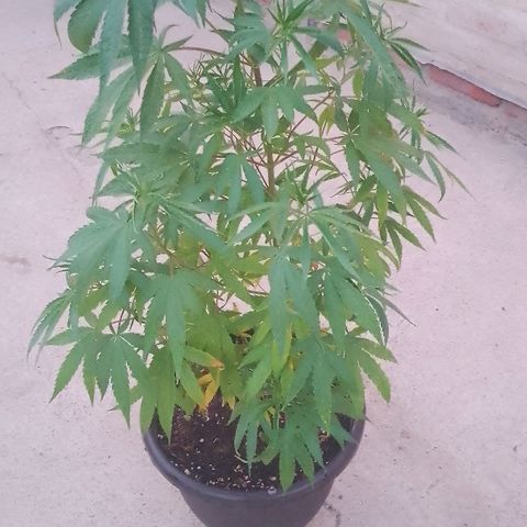 Luna growlog timeline photo