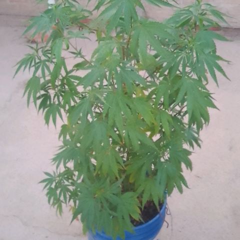 Juanxiz growlog timeline photo