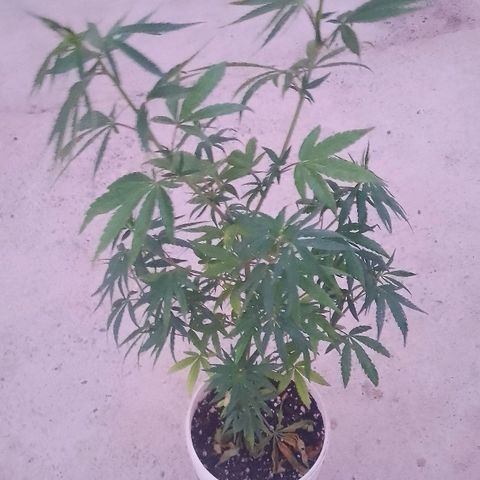 Luca growlog timeline photo