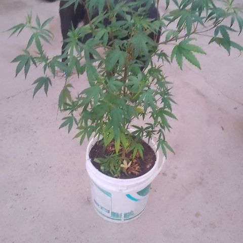 Jair17 growlog timeline photo