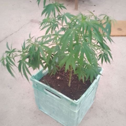 Pucho growlog timeline photo