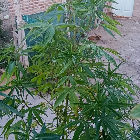 Luna growlog timeline photo