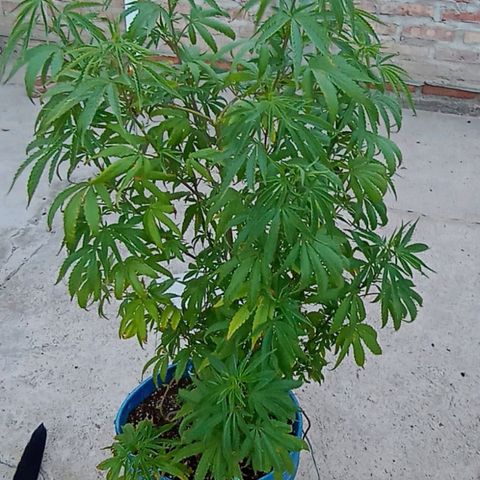 Juanxiz growlog timeline photo