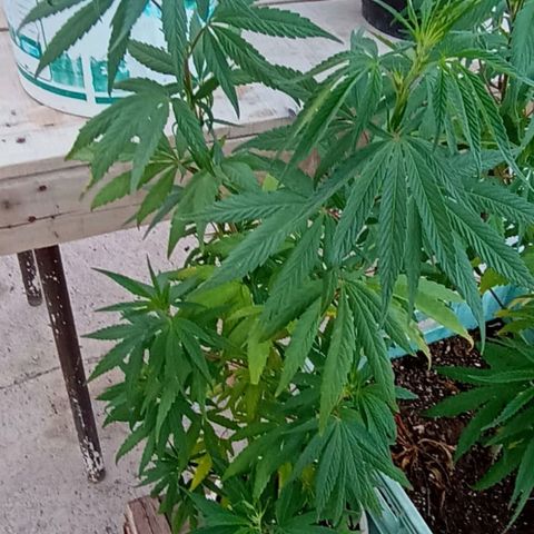 Luca growlog timeline photo