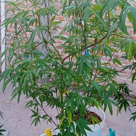 Jair17 growlog timeline photo