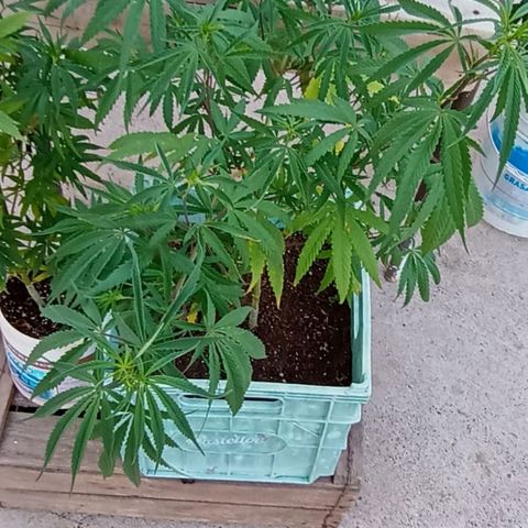 Pucho growlog timeline photo