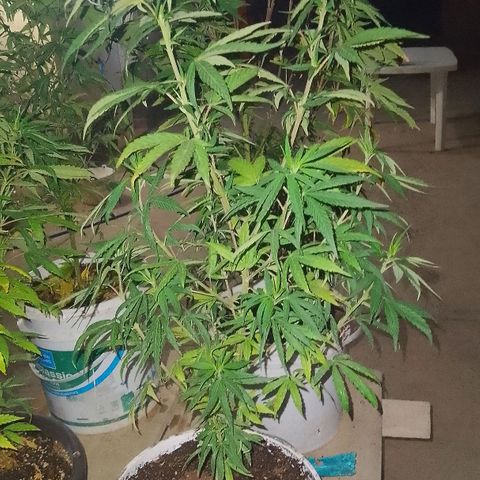Luca growlog timeline photo