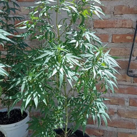 Luna growlog timeline photo