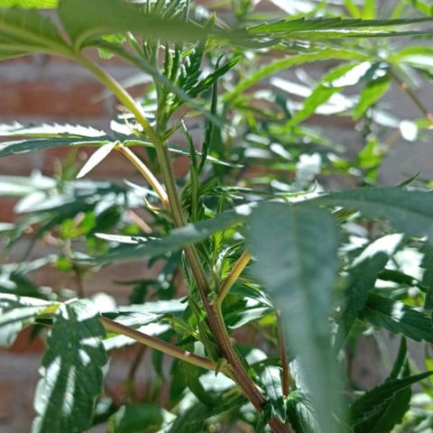 Luna growlog photo: Es hembraa