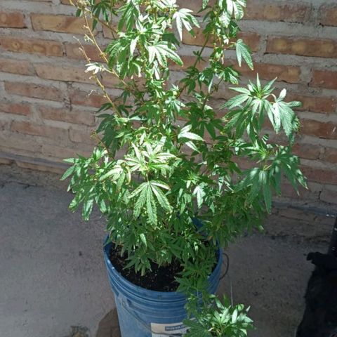 Juanxiz growlog timeline photo