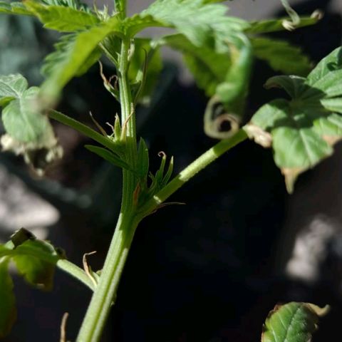 Juanxiz growlog photo: Está un poco waskeado porque se quebró y se enfermo, pero es hembra:)