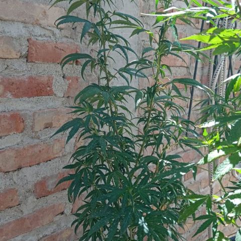 Luca growlog timeline photo