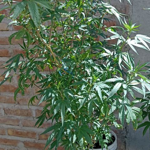 Jair17 growlog timeline photo