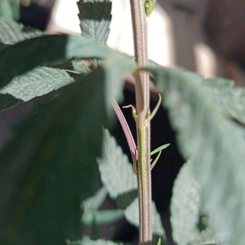 Jair17 growlog photo: El gil se quebró y ahora está atada con cables, pero es hembra 