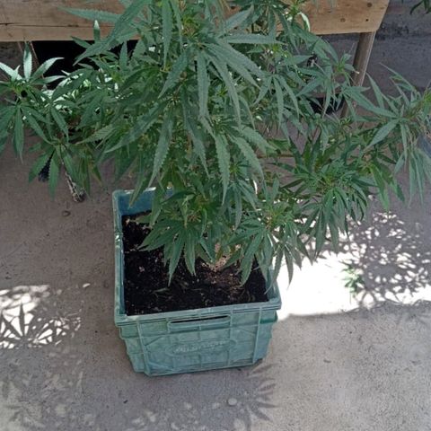 Pucho growlog timeline photo