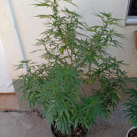 Luna growlog timeline photo