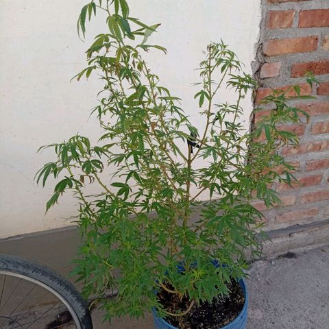 Juanxiz growlog timeline photo