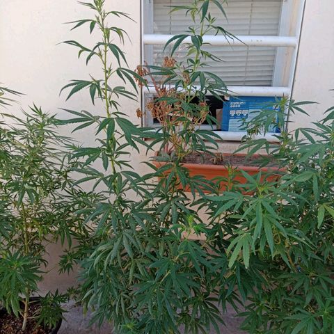 Luca growlog timeline photo