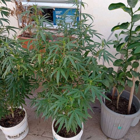 Jair17 growlog timeline photo
