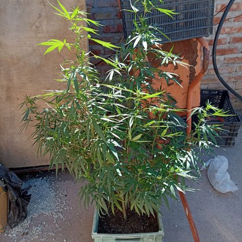 Pucho growlog timeline photo