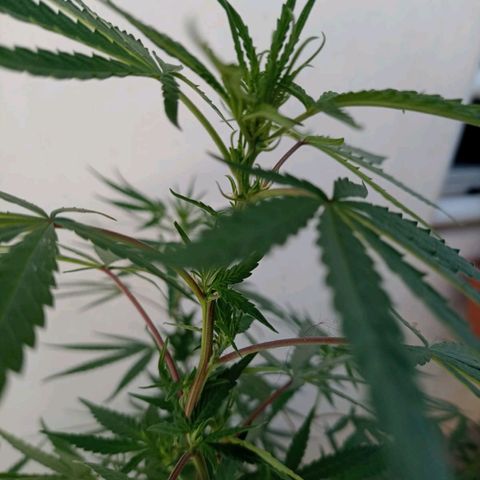 Luna growlog timeline photo
