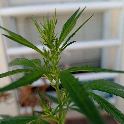 Luca growlog timeline photo