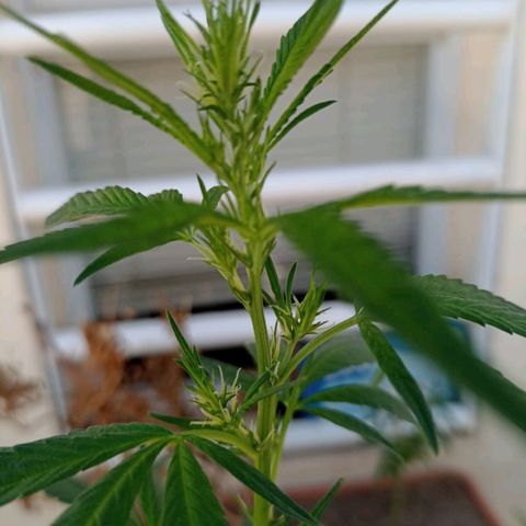Luca growlog timeline photo