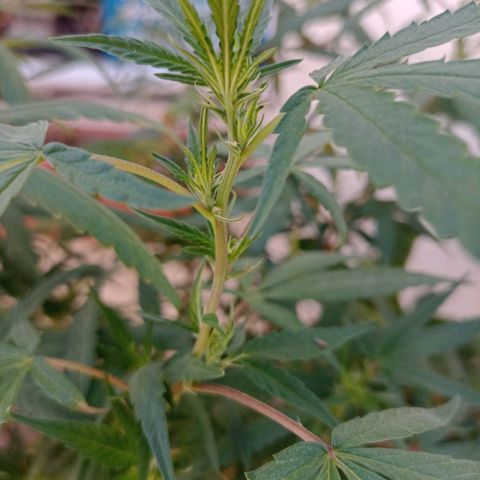 Jair17 growlog timeline photo